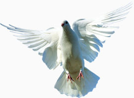 布拉格广场上的白色鸽子