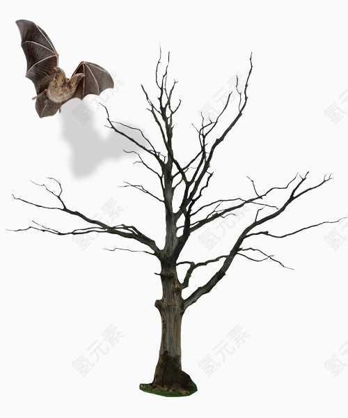 干枯的树和蝙蝠
