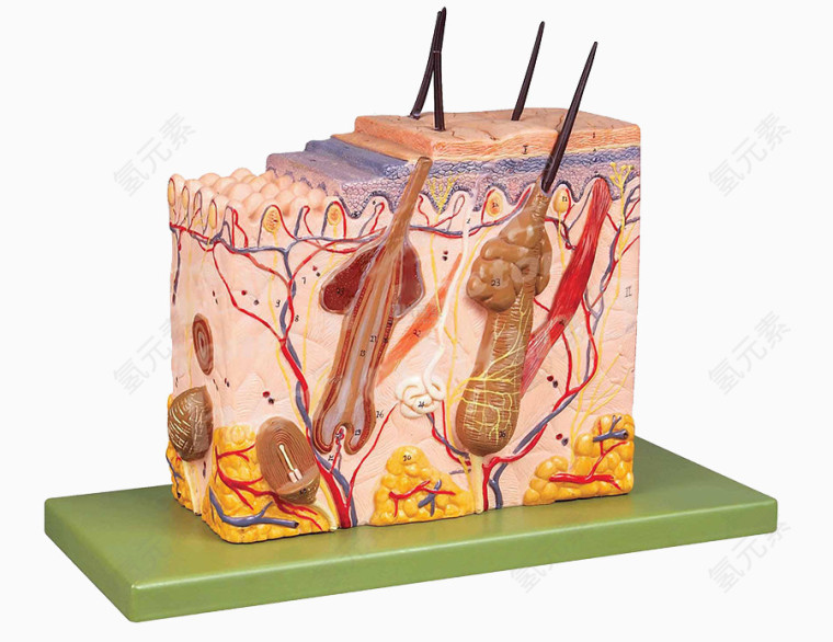 皮肤粉刺细胞效果模型图