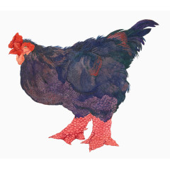 手绘水彩彩色母鸡