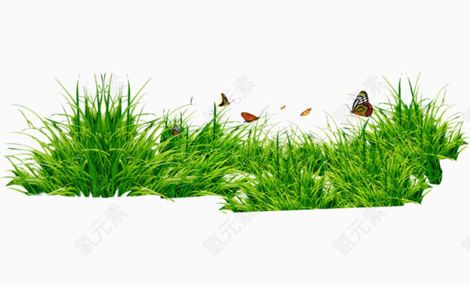 蝴蝶草坪