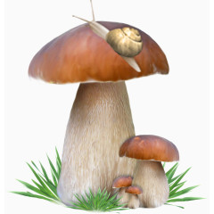 蘑菇上的蜗牛