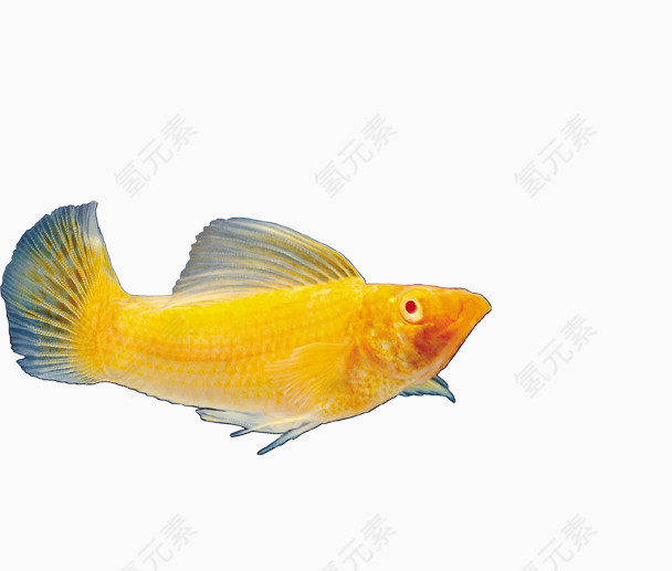 金黄色的鱼