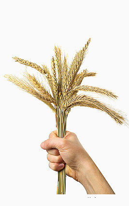 一把成熟的小麦