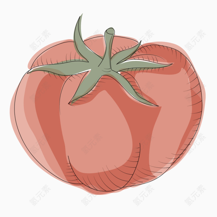 矢量水果俯视手绘番茄