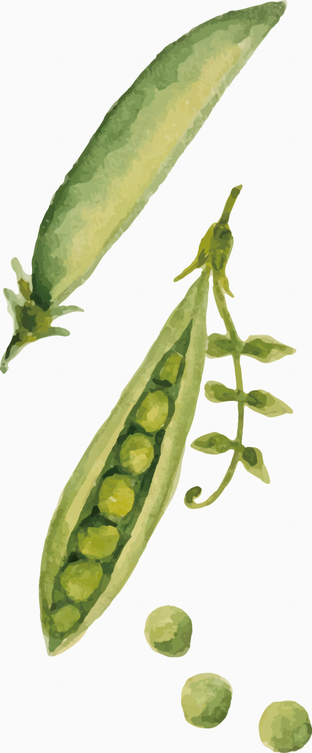绿色豌豆下载