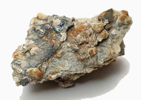 贝壳化石
