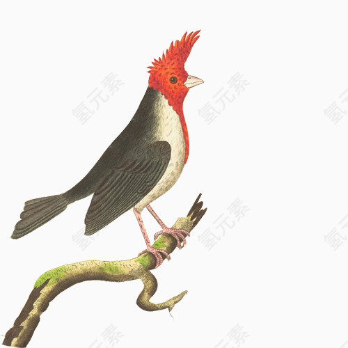 红头鸟手绘画素材图片