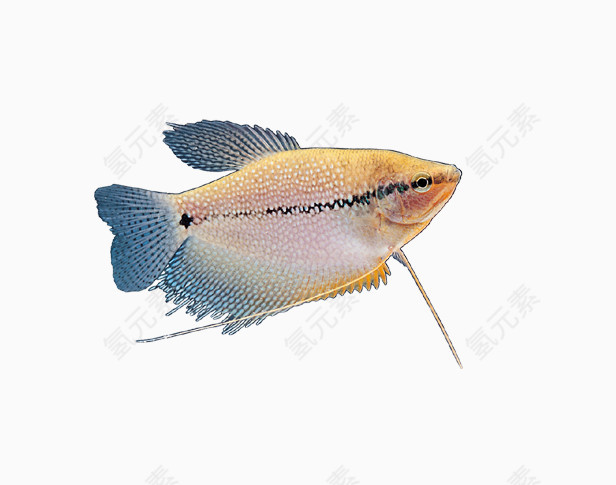 蓝尾鲤鱼