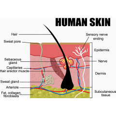 人类皮肤分析