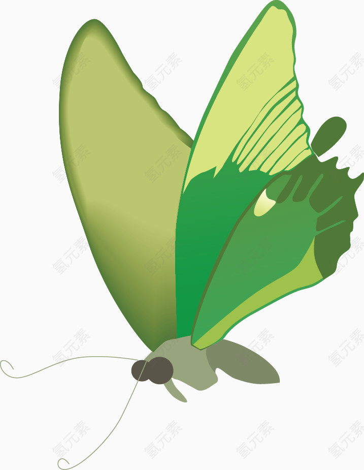 美丽的绿色蝴蝶矢量图