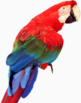 蓝红鹦鹉