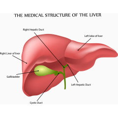 人体肝结构分析