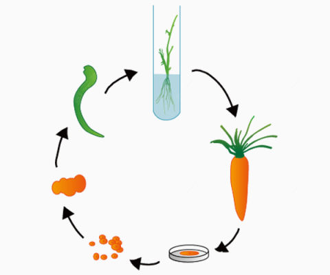 胡萝卜组织培养下载