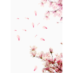 樱花树枝