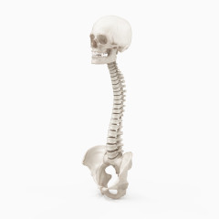 头骨和脊柱骨盆