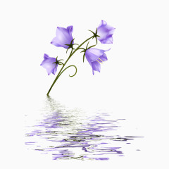 紫色风铃花