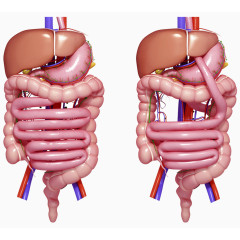 人体胃部器官