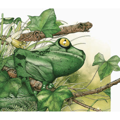 热带雨林青蛙插画