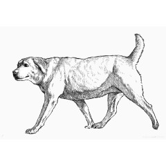 黑白素描狗狗