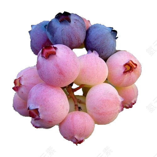粉色蓝莓