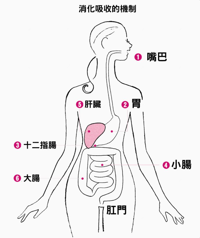 身体组织结构消化图下载