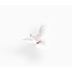 和平白鸽