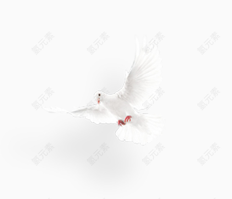 和平白鸽