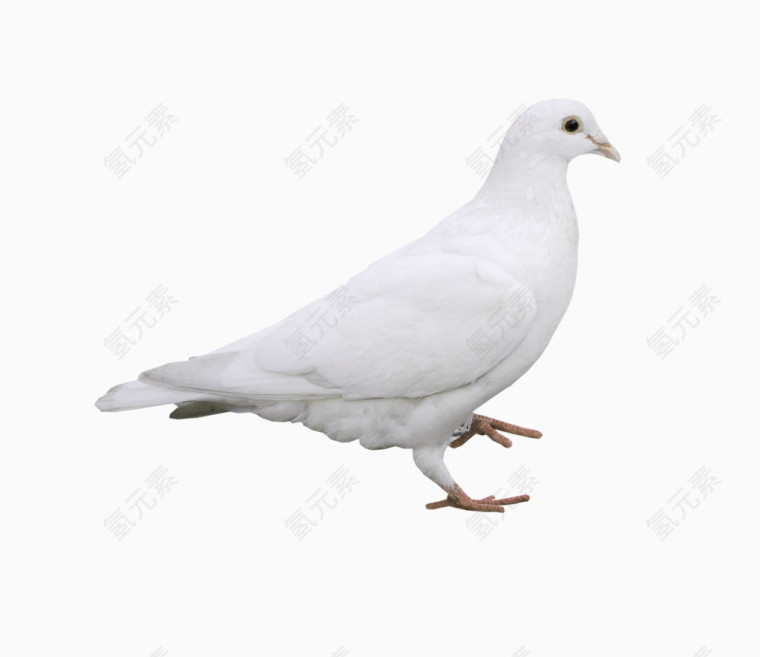 白色漂亮白鸽