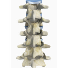 腰椎骨骼模型