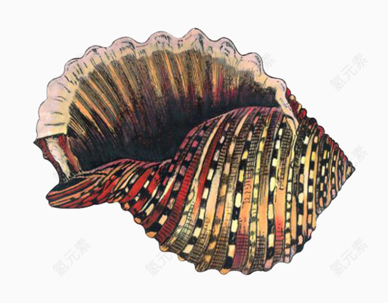 金色海螺贝壳