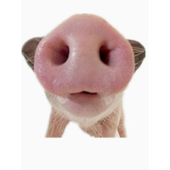猪猪的鼻子
