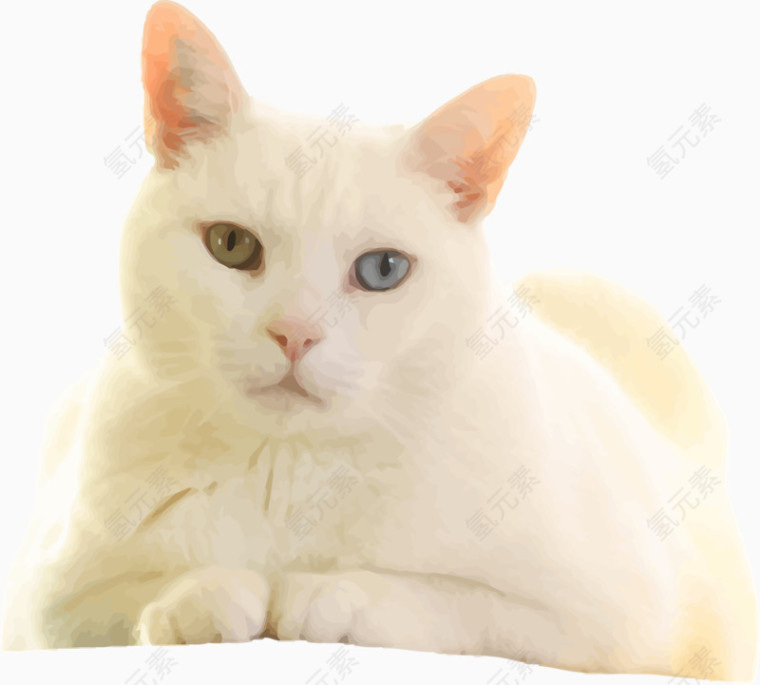 白色猫咪