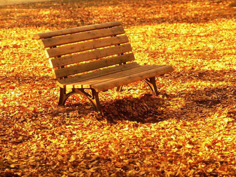 秋天室外实木座椅