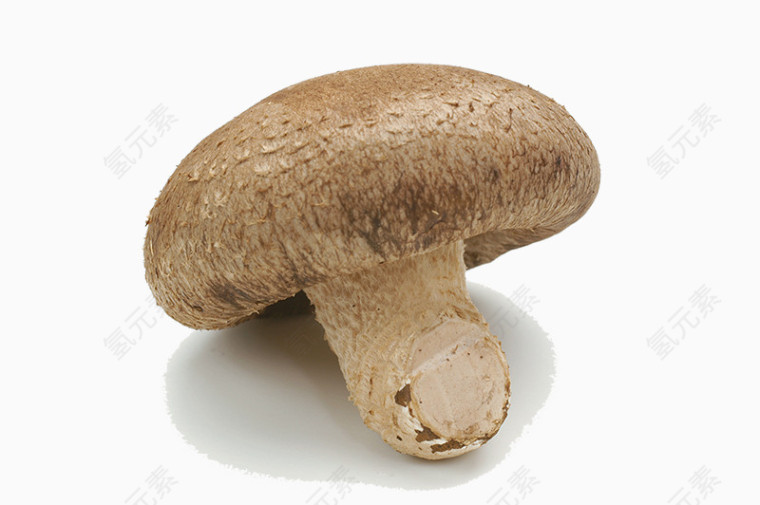 新鲜的菌菇