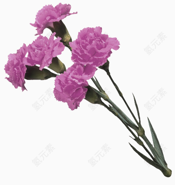 紫色康乃馨花朵装饰图案