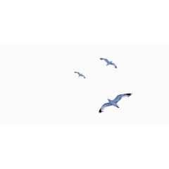 小清新翱翔中的海鸥