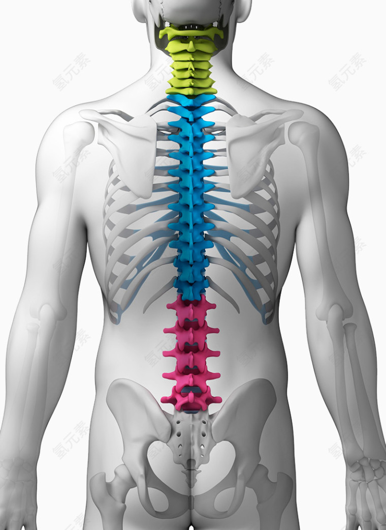 人体骨骼图片