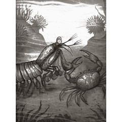 单色手绘海底螃蟹虾插画