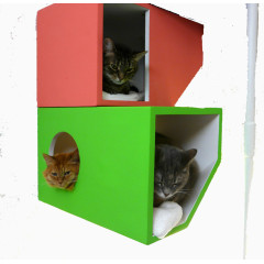 猫与彩色书架