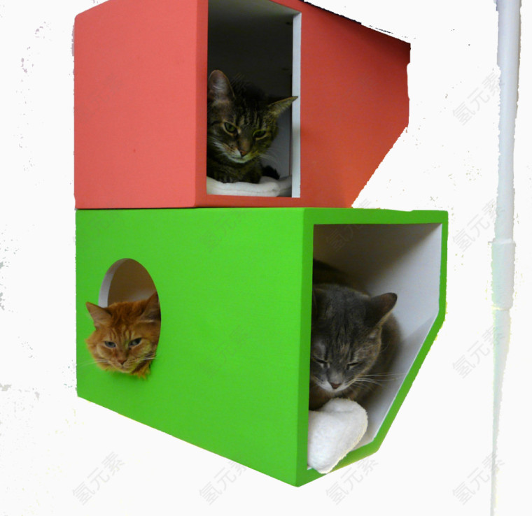 猫与彩色书架