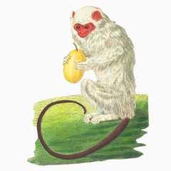 白色猕猴手绘画素材图片