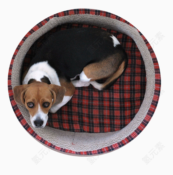 小狗床垫