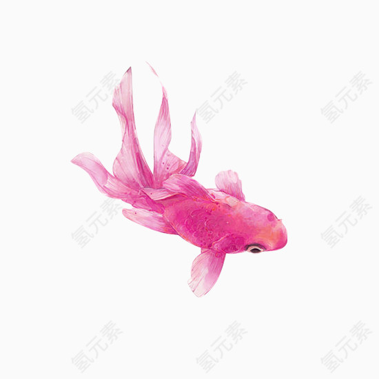 粉色鲤鱼