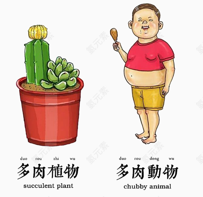 多肉植物形象描述