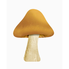 植物蘑菇伞菇