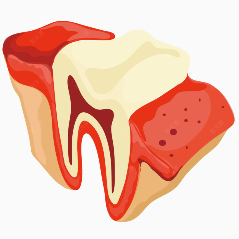 矢量艺术牙齿根部下载