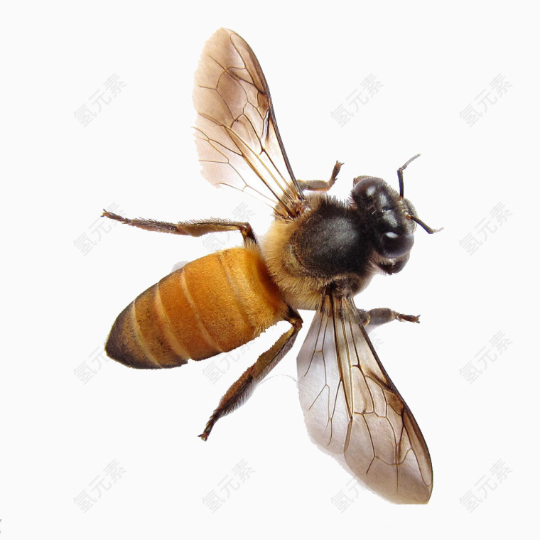 蜇人的蜜蜂