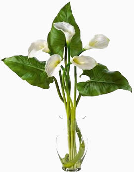 纯洁白色马蹄莲植物