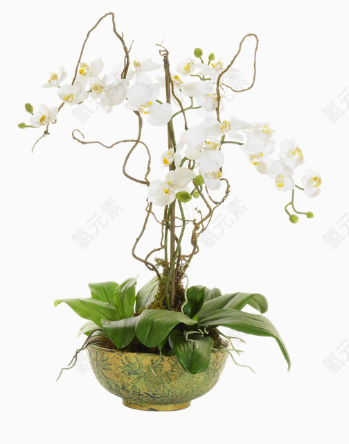 白色藤蔓花卉装饰